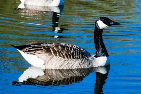 Canada Goose 스톡 사진