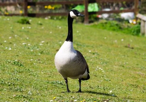Canada Goose Foto stock