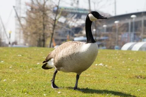 Canada Goose 스톡 사진