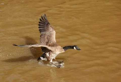 Canada goose Stock Photos