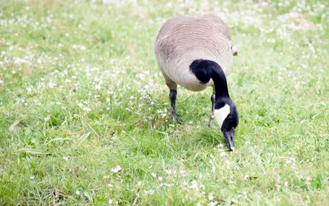 Canada Goose Stock Photos