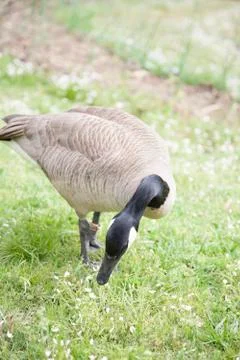 Canada Goose Stock Photos