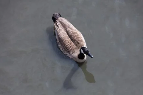 Canada goose 스톡 사진