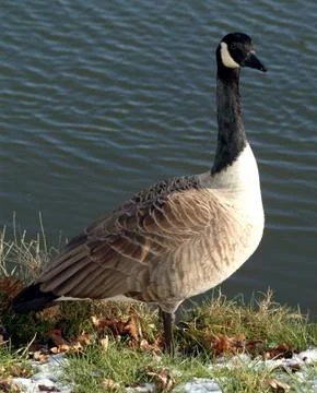 Canada Goose Stock Photos