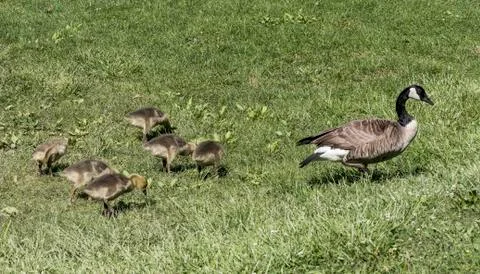 Canada Goose Stock Photos
