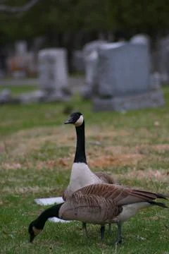 Canada Goose Stock Photos