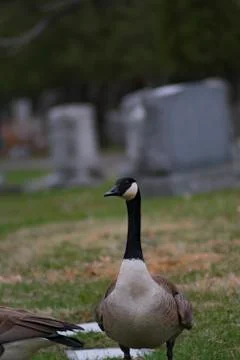 Canada Goose Stock Photos