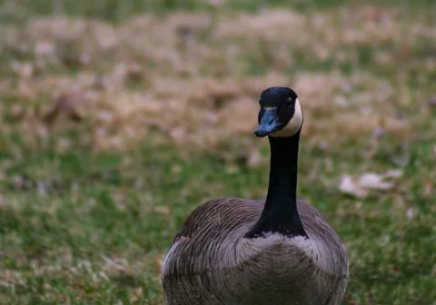 Canada Goose Stock Photos