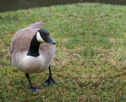 Canada Goose Stock Photos