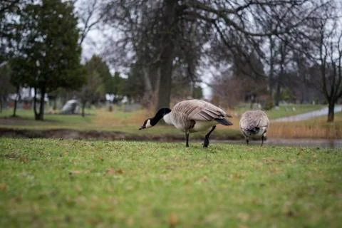 Canada Goose Stock Photos
