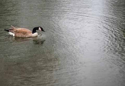 Canada Goose Stock Photos