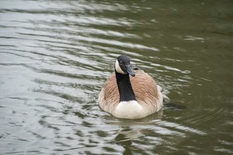 Canada Goose Stock Photos