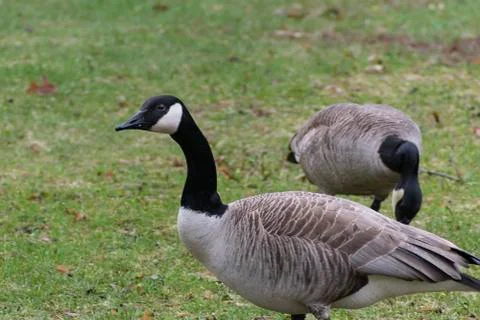 Canada Goose Stock Photos