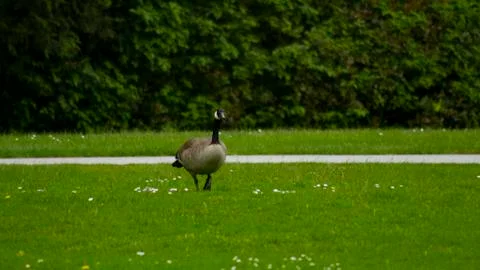 Canada Goose Stock Photos