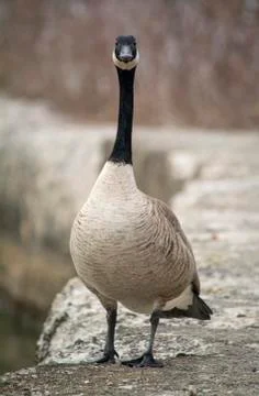 Canada Goose Stock Photos