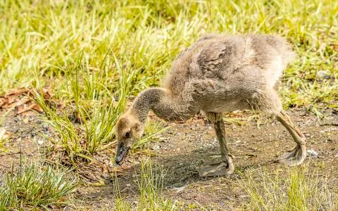 Canada Goose Stock Photos
