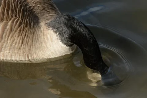 Canada goose Foto stock