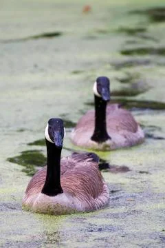 Canada Goose Stock Photos