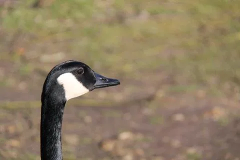 Canada Goose. Stock Photos