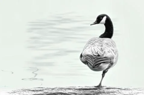 Canada Goose Foto stock