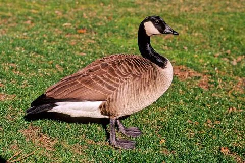 Canada goose Stock Photos