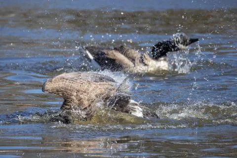 Canada goose. Foto stock