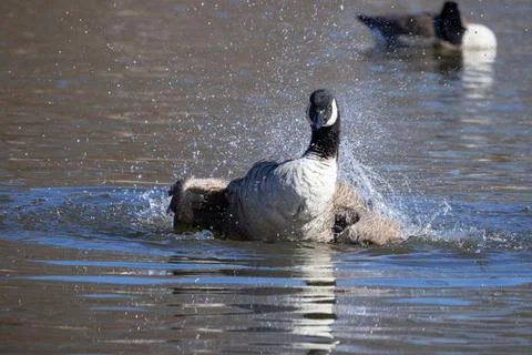 Canada goose. Foto stock