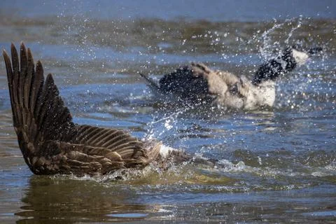Canada goose. Stock Photos
