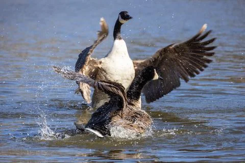 Canada goose. Stock Photos