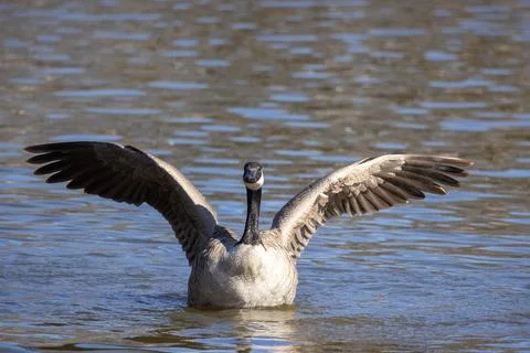 Canada goose. Stock Photos