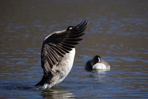 Canada goose. Stock Photos