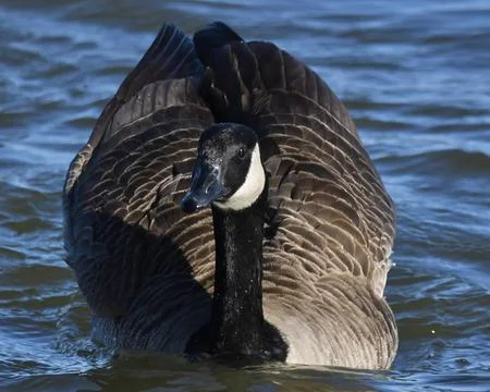 Canada Goose Stock Photos