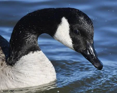 Canada Goose Stock Photos