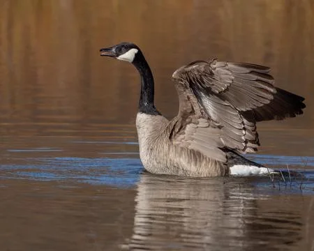 Canada Goose Stock Photos