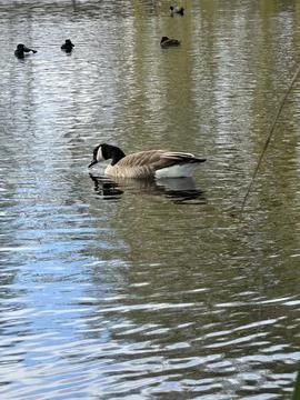 Canada Goose Stock Photos
