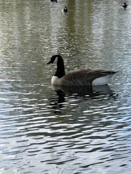 Canada Goose Stock Photos