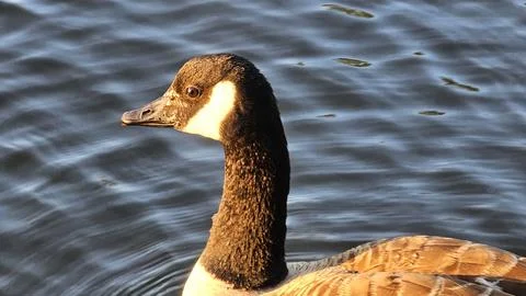 Canada goose Stock Photos