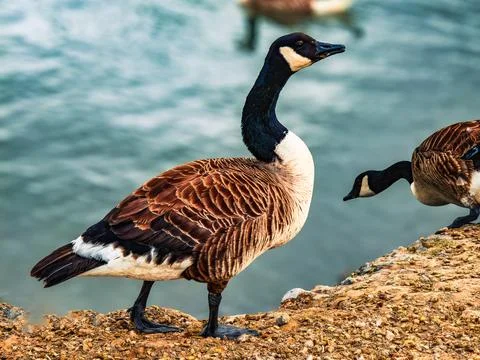 Canada goose Stock Photos