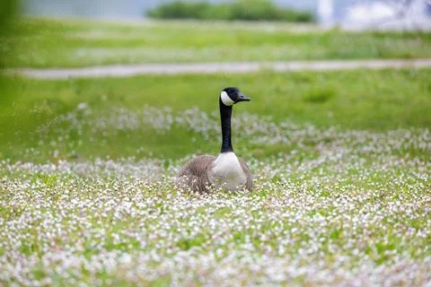 Canada goose Foto stock