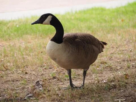 A Canada goose Stock Photos