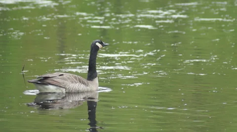 Canada Goose in Pond Calling Stock Video Pond5