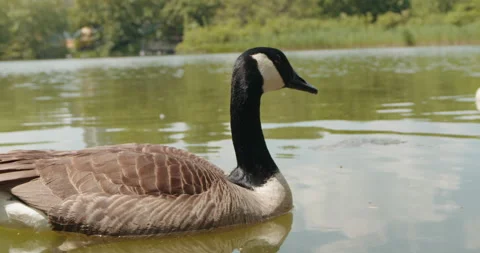 Canada Goose in Pond, Closeup Video stock 154283717