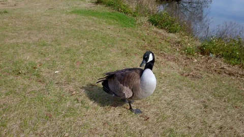 Canada Goose Preening Cleaning itself in a Grass Park Stock Footage 124165977