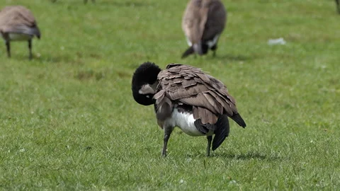 Canada Goose Preening Feathers on Green Grass - Close Up Stock Footage 329938962