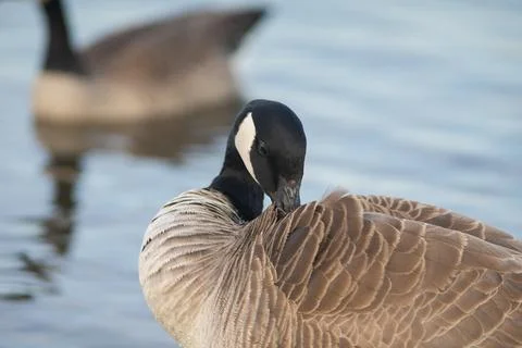 Canada goose preening feathers Stock Photos