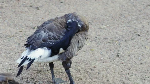Canada Goose Preening its Feathers on Sandy Ground Stockbeeldmateriaal 319446965