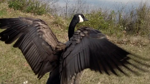 Canada Goose Preening Itself Stock Footage 124165499