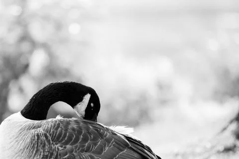 Canada Goose Preening 库存照片