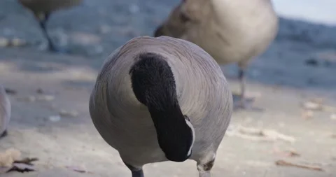 Canada goose preens its feathers in soft natural light Stock Footage 326692829
