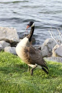 The Canada goose is scared Foto stock